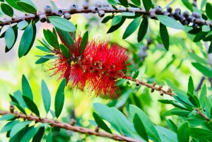 Dubrovnik: Lokrum Island och Betina Cave båttur