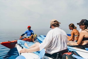 Dubrovnik: Lokrum Island and City Walls Tour by Kayak