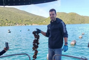 Dubrovnik: Austern-, Muschel- und Weinverkostungstour in Ston