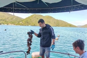Dubrovnik: Oyster, Mussles, and Wine Tasting Tour in Ston