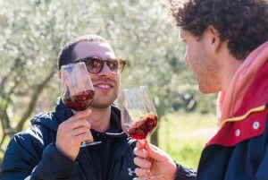 Dubrovnik: Oyster, Mussles, and Wine Tasting Tour in Ston