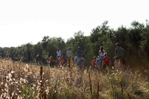 Fazana: Sunset 1-hour Horse Riding in Nature with Guide