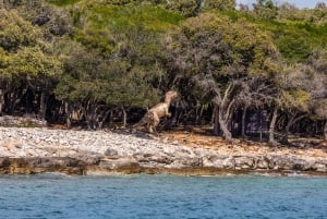 FAŽANA: Brijuni boat trip+stop & Swim at St. Jerolim Island