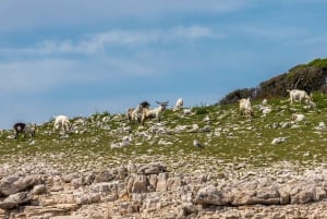 FAŽANA: Brijuni boat trip+stop & Swim at St. Jerolim Island