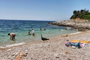 Fažana: tour en barco por el Parque Nacional de Brijuni y chapuzón