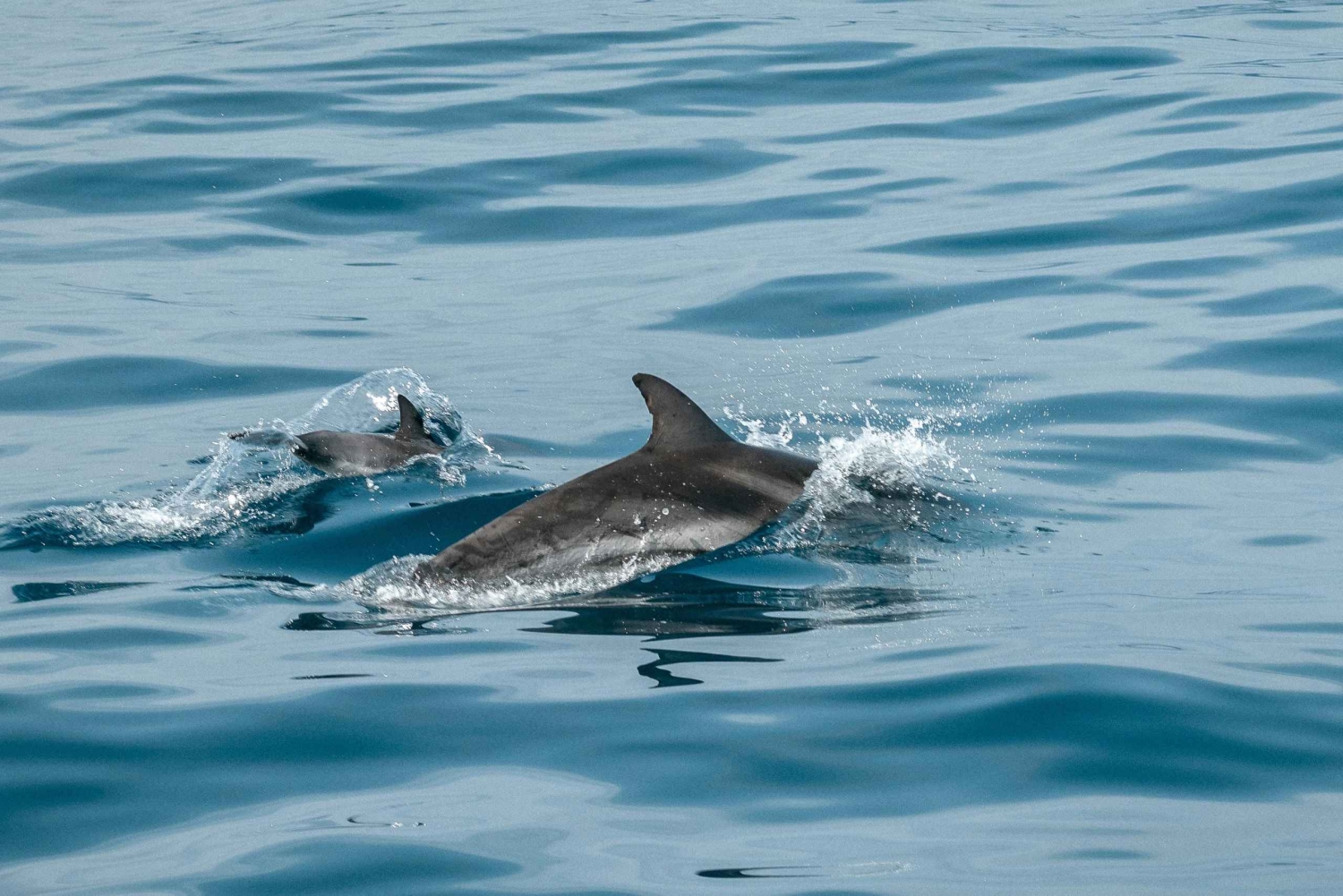 Fazana: delfinsafari og sightseeing i Brijuni ved solnedgang