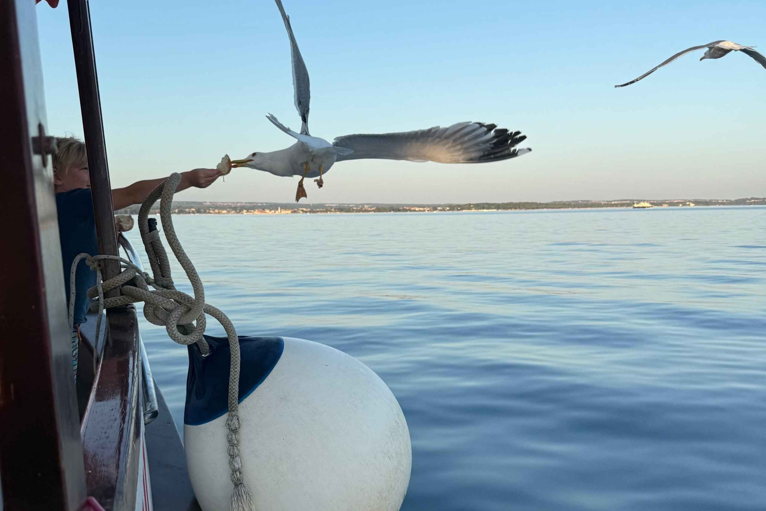 Fazana: delfinsafari og sightseeing i Brijuni ved solnedgang