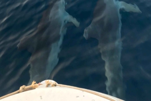 Fazana: dolphin safari and sightseeing in Brijuni at sunset