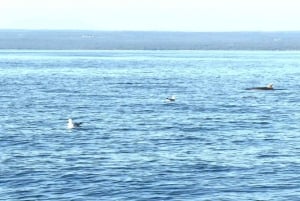 Fazana: dolphin safari and sightseeing in Brijuni at sunset