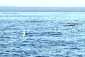 Fazana: dolphin safari and sightseeing in Brijuni at sunset