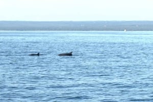 Fazana: dolphin safari and sightseeing in Brijuni at sunset