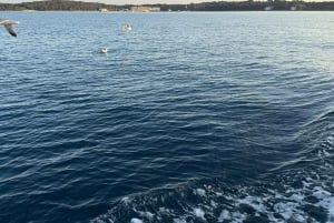 Fazana: dolphin safari and sightseeing in Brijuni at sunset