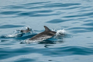 Fazana: delfinsafari og sightseeing i Brijuni ved solnedgang