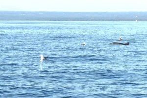 Fazana: delfinsafari og sightseeing i Brijuni ved solnedgang