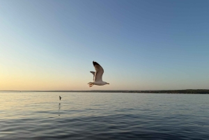 Fazana: delfinsafari og sightseeing i Brijuni ved solnedgang