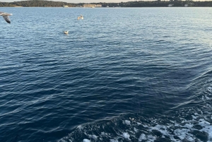 Fazana: delfinsafari og sightseeing i Brijuni ved solnedgang