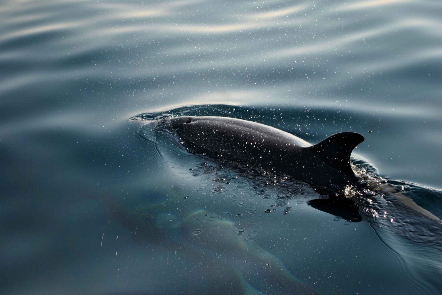 ФАЖАНА: САФАРИ С ДЕЛЬФИНАМИ