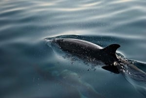 ФАЖАНА: САФАРИ С ДЕЛЬФИНАМИ