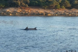 Fazana: Dolphin/Sunset Tour