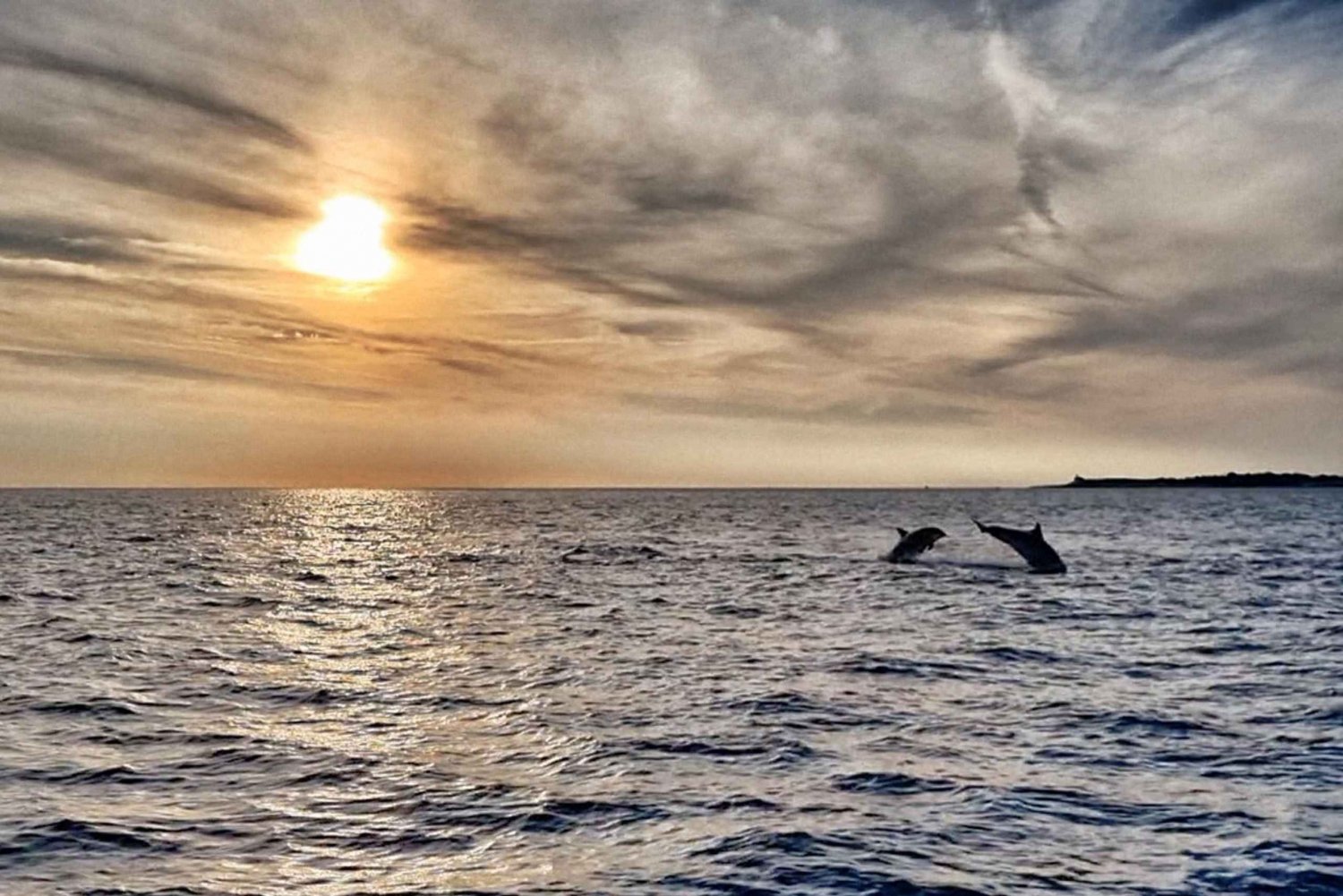 Fazana: Guided Dolphin Watching Sightseeing Cruise at Sunset