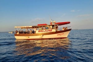Fazana: Guided Dolphin Watching Sightseeing Cruise at Sunset