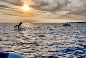 Fazana: Guidad sightseeingkryssning med delfinskådning vid solnedgången
