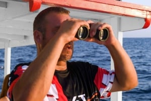 FAZANA Koralj DOLPHIN Boat Tour NP Brijuni
