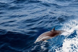FAZANA Koralj DOLPHIN Boat Tour NP Brijuni