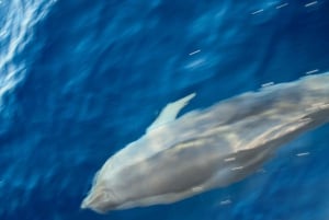 FAZANA Koralj DOLPHIN Boat Tour NP Brijuni