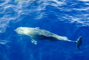 FAZANA Koralj DOLPHIN Boat Tour NP Brijuni