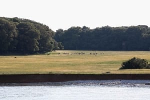 ファザーナ：ブリユニ国立公園のパノラマと島での泳ぎ休憩