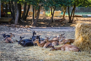 Fažana/Pula: Officiell Istra Buggy 'Classico'-tur