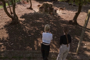 Fažana/Pula: Officiell Istra Buggy 'Classico'-tur