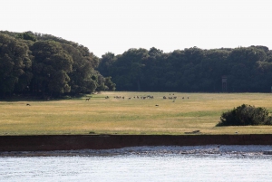 FAŽANA: SAFARI CON DELFINES