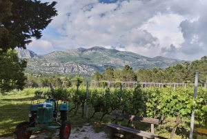 Fra Dubrovnik: Halvdagstur med vinsmaking og byrundtur i Cavtat