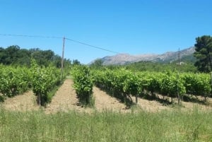 Vanuit Dubrovnik: Halfdaagse wijnproeverij en stadsrondleiding in Cavtat