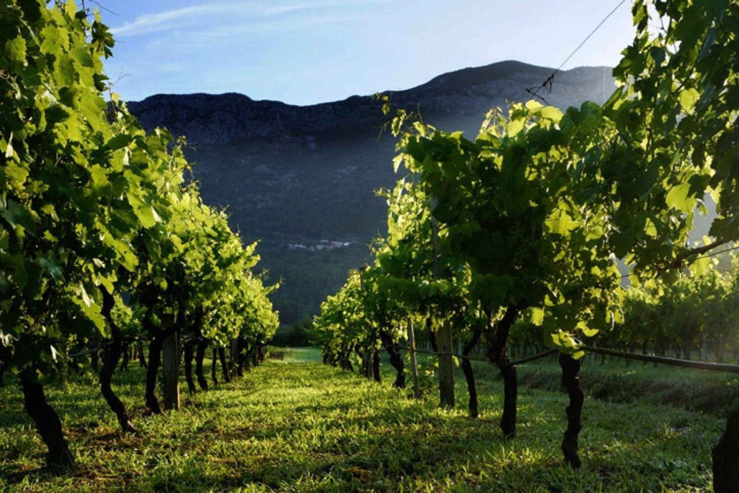 Z Dubrownika wycieczka z degustacją wina Konavle i Cavtat