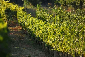 Z Dubrownika wycieczka z degustacją wina Konavle i Cavtat