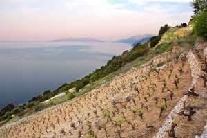 De Dubrovnik Tour de degustação de ostras e vinhos na Baía de Ston
