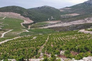 From Dubrovnik: Ston and Peljesac Wineries Tour