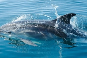 Vanuit Fažana: Dolfijn Zonsondergang Cruise naar Brijuni Nationaal Park