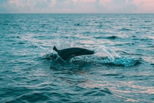 Au départ de Fažana : Croisière au coucher du soleil pour les dauphins dans le parc national de Brijuni
