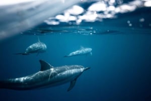 Fažanasta: Brijunin kansallispuistoon: Delfiiniristeily auringonlaskun aikaan