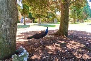 Z Fažany: Prywatna wycieczka łodzią po wyspach Brijuni