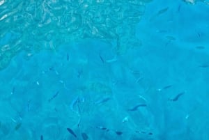 Från Hvar: Blå grotta, Gröna grottan och 5 öar med speedboat