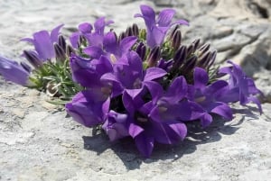 From Makarska: Biokovo Nature Park Guided Tour with Skywalk