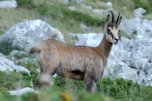 From Makarska: Biokovo Nature Park Guided Tour with Skywalk