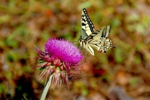 From Makarska: Biokovo Nature Park Guided Tour with Skywalk