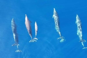 From Makarska:Hvar and Brač Island : Day Tour with speedboat