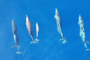 Makarskasta: Hvarin ja Bračin saari : Päiväretki pikaveneellä